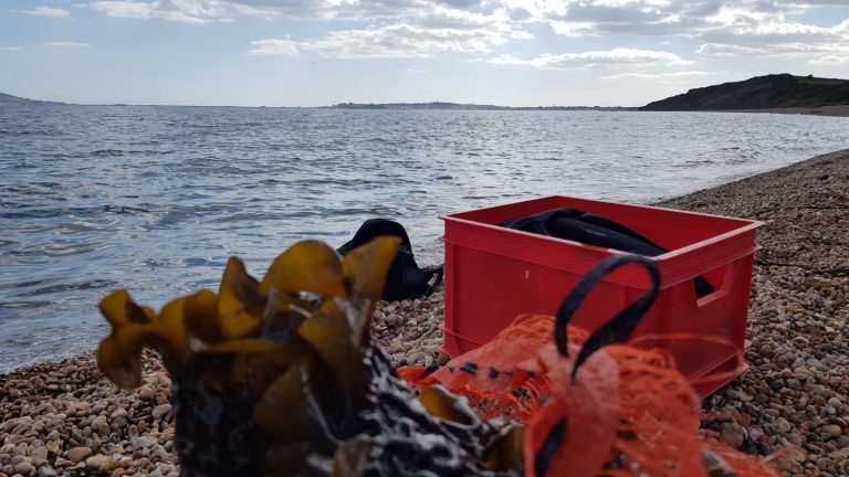 weymouth bay and seaweed foraging